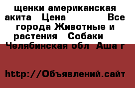 щенки американская акита › Цена ­ 30 000 - Все города Животные и растения » Собаки   . Челябинская обл.,Аша г.